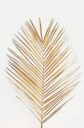 Plakat Palmleaf gold