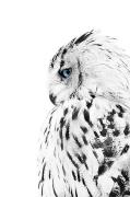 Poster White owl