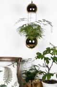 Globen Lighting - Pendel Planter - Messing - Pendler - - Homeroom