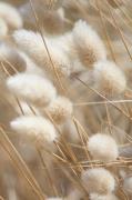 Malerifabrikken - Plakat Mellow Grasses 8 - Beige - Posters - - Homero...