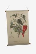 NORDFORM - Vægophæng Chilli - Natur - Posters & billeder - - Homeroom